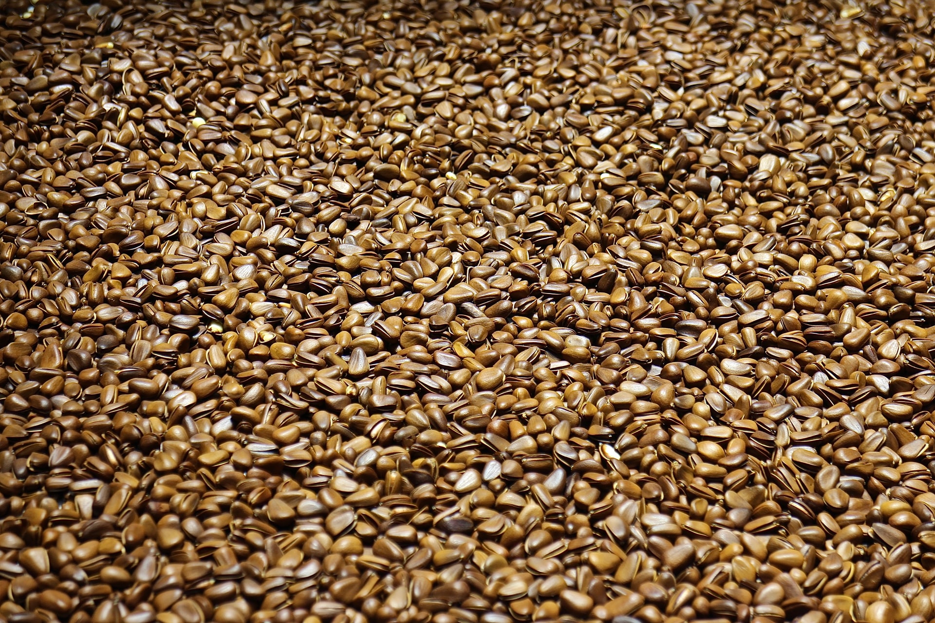 Flax Seeds are Plant-Based Sources Of Omega 3