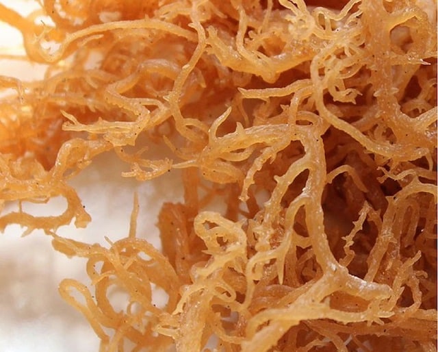 A closeup photo of Wildcrafted Sea moss
