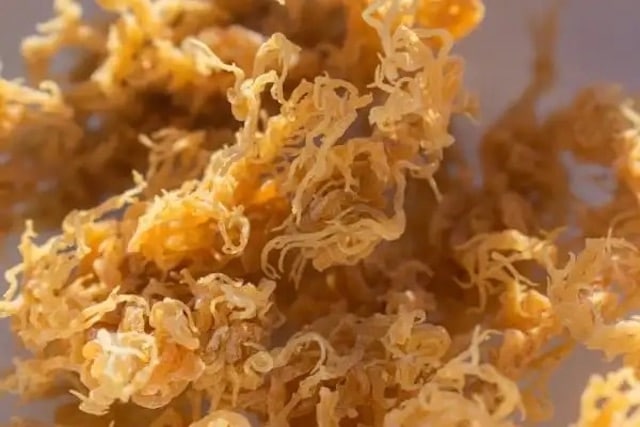 A photo of sea moss